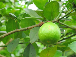 Green lime on tree