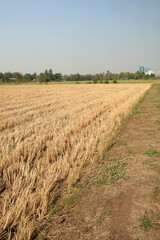 View of gold cornfield have brown straw in countryside , Thailand