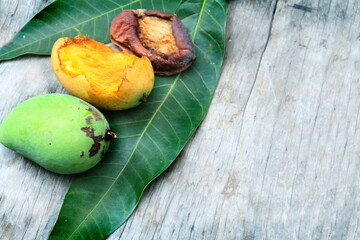 Three mango, green, yellow, red like reggae color on wood table background. Concept born, old, ...