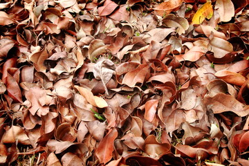 Many brown crispy leaves on ground for background