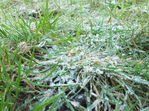 Green Grasses And Weeds In Garden Of Backyard Is Covered By Beautiful Ice In Winter Melbourne Countryside, Australia