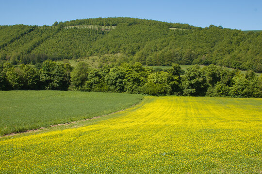 View of a field of lentils near Colfiorito in Umbria Italy