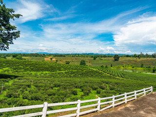 Fototapeta na wymiar Green tea plantation in Thailand.