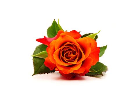 Beautiful orange rose isolated on white background. Card for mother's day, birthday, condolences, congratulations, Valentine's day...