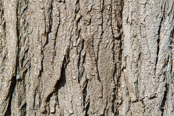 Naklejka premium The bark of an old tree.