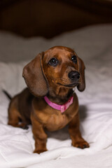 adorable brown dachshund puppy with pink collar playing happily and sleeping on the white bedspread of the apartment bed