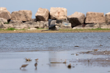 The great blue heron in flight