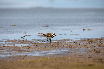 Waders or shorebirds searching for food on the coast and in shallow waters