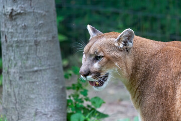 Naklejka premium The cougar (Puma concolor),native American animal known as catamount, mountain lion, painter, panther and puma.