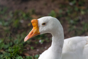 White Chinese Goose, it belongs to the knob geese.  It originates in China, where there are more than twenty different breeds of knob goose.