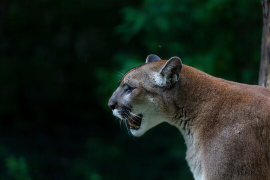 The cougar (Puma concolor), also commonly known by other names including catamount, mountain lion, panther and puma is American native animal. Picture taken in the ZOO.