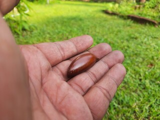 Madhuca Longifolia fruit seed. Oil is extracted from it. Its other names madhuka, mahuwa, mahua, mahwa, mohulo, Iluppai, vippa chettu. Indian tropical tree seeds. 
