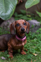 adorable brown dachshund puppy with pink collar happily playing with leaves, grass and stones