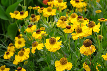 Yellow helenium 'Wesergold' in flower.