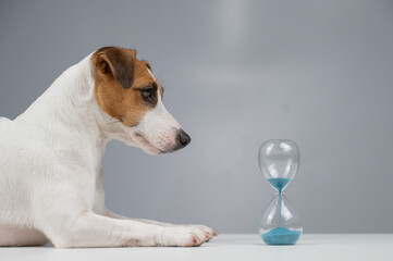 Jack Russell Terrier dog lies next to an hourglass on a gray background. - obrazy, fototapety, plakaty