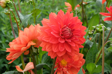 Dahlia 'Stadt Spremberg' in flower. © Alexandra