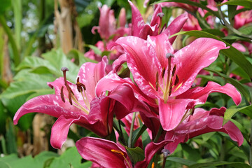 Tree lily 'Pink Explosion'  in flower.