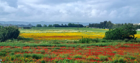 Campo de amapolas en día nublado de primavera