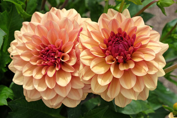 Dahlia ÔCreme de Cognac' in flower.
