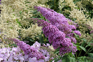 Obraz premium Purple Buddleja butterfly bush in flower.