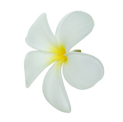 Fototapeta na wymiar White frangipani flower isolated on white background