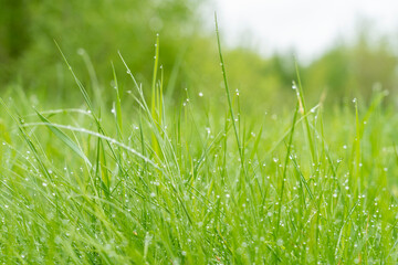 green grass with drops of water after rain,macro photo,background