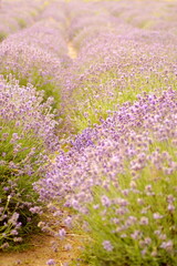 Close-up shot of lavender bushes on the field. vertical photo