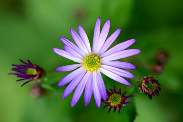 Fototapeta premium 野の紫