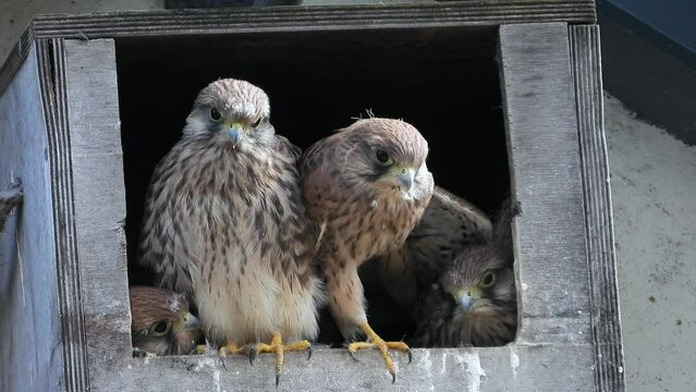 Turmfalken Junge im Nistkasten