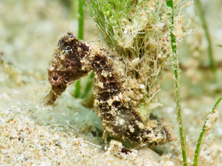 Juvenile Hippocampus fuscus attached to seagrass 
