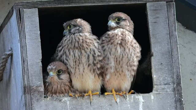Turmfalken Junge im Nistkasten