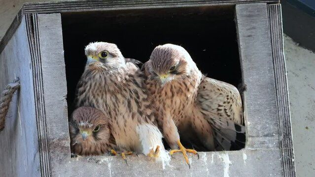 Turmfalken Junge im Nistkasten