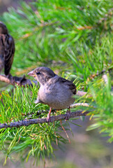 A sparrow sits on a pine branch on a summer day