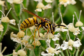 German wasp (Vespula germanica) on a hogweed (Heracleum sphondylium) // Deutsche Wespe auf Wiesen-Bärenklau 