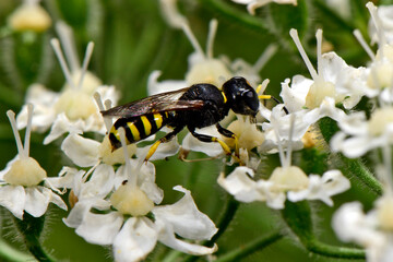 Grabwespe // solitary wasp (Ectemnius cavifrons) - Wuppertal, Bergisches Land