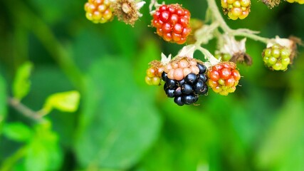 ripening blackberry on a green bush in a summer garden
