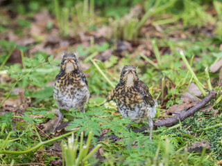 Two fieldfare chicks, Turdus pilaris, have left the nest and are sitting on the spring lawn....
