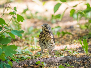 A fieldfare chick, Turdus pilaris, has left the nest and sitting on the spring lawn. A fieldfare chick sits on the ground and waits for food from its parents.