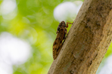 あまりの暑さに休憩するセミ