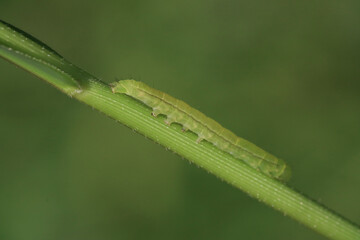 green caterpillar on a leaf, A green caterpillar crawls on a green stem, macro photo
Insects