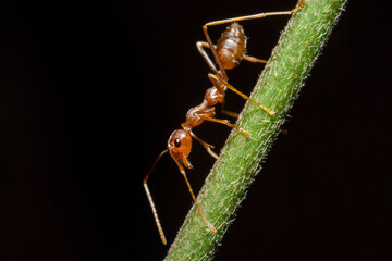 Macro photo of red ants on a tree trunk
