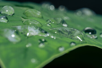 A macro photo of water drops on taro leaves was taken after the rain.