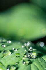 A macro photo of water drops on taro leaves was taken after the rain.