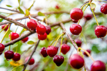 branch red cherries ripen in the garden of a country
