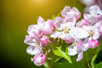 Naklejka na ściany i meble appletree blossom branch in the garden in spring 