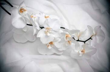 The branch of white orchids on white fabric background
