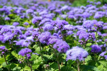 Selective focus of Ageratum billy goat weed flowers. Small purple grass flowers in the garden on blurred background