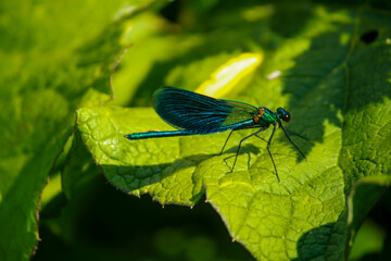 macro