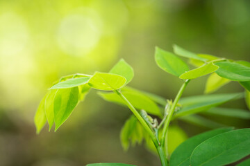 Small plants in the afternoon sun