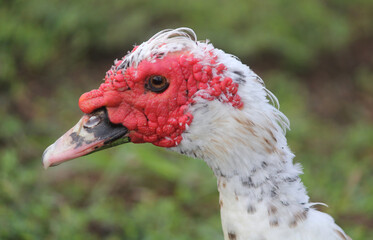 Close up portrait of a muscovy duck bird